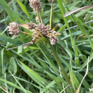 Cyperus eragrostis at Cavan, NSW - 17 Aug 2023 01:25 PM