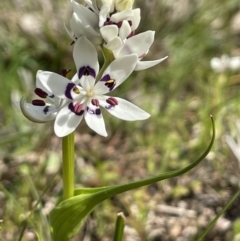 Wurmbea dioica subsp. dioica (Early Nancy) at Cavan, NSW - 17 Aug 2023 by JaneR