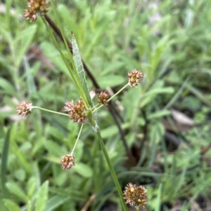 Luzula densiflora at Cavan, NSW - 17 Aug 2023 02:24 PM