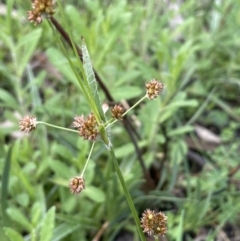 Luzula densiflora (Dense Wood-rush) at Cavan, NSW - 17 Aug 2023 by JaneR