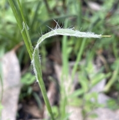 Luzula densiflora at Cavan, NSW - 17 Aug 2023 02:24 PM