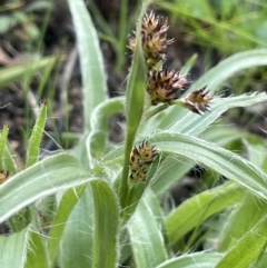 Luzula densiflora at Cavan, NSW - 17 Aug 2023 02:24 PM