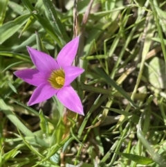 Romulea rosea var. australis (Onion Grass) at Cavan, NSW - 17 Aug 2023 by JaneR