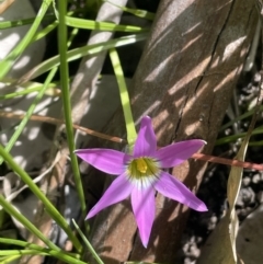 Romulea rosea var. australis at Cavan, NSW - 17 Aug 2023