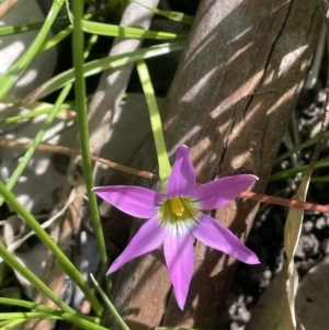 Romulea rosea var. australis at Cavan, NSW - 17 Aug 2023