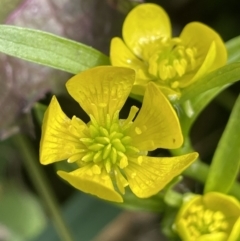 Ranunculus muricatus (Sharp Buttercup) at Cavan, NSW - 17 Aug 2023 by JaneR