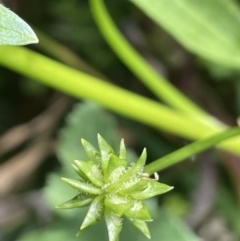 Ranunculus muricatus at Cavan, NSW - 17 Aug 2023