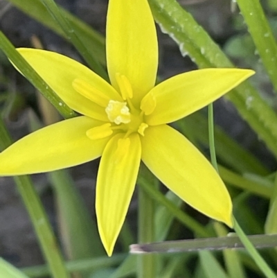 Tricoryne elatior at Cavan, NSW - 17 Aug 2023 by JaneR