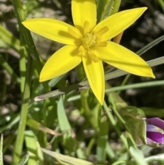 Hypoxis hygrometrica at Cavan, NSW - 17 Aug 2023