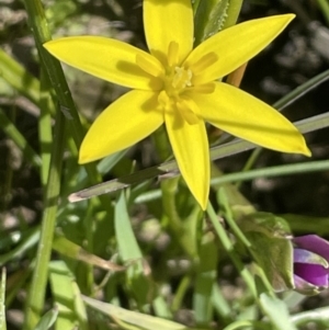 Hypoxis hygrometrica at Cavan, NSW - 17 Aug 2023