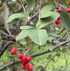 Cotoneaster glaucophyllus (Cotoneaster) at Cavan, NSW - 17 Aug 2023 by JaneR