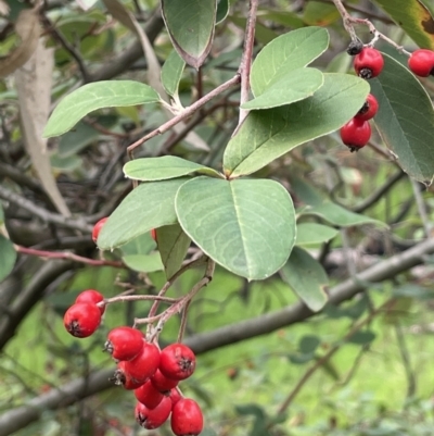 Cotoneaster glaucophyllus (Cotoneaster) at Cavan, NSW - 17 Aug 2023 by JaneR