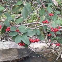 Cotoneaster glaucophyllus at Cavan, NSW - 17 Aug 2023 02:25 PM