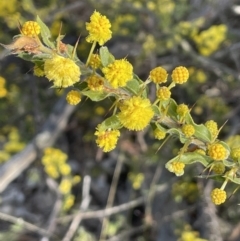 Acacia paradoxa (Kangaroo Thorn) at Cavan, NSW - 17 Aug 2023 by JaneR