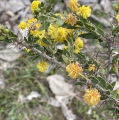 Acacia paradoxa at Cavan, NSW - 17 Aug 2023