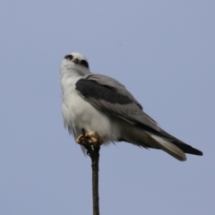 Elanus axillaris (Black-shouldered Kite) at Fyshwick, ACT - 17 Aug 2023 by RodDeb