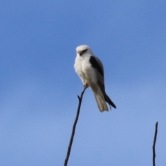 Elanus axillaris at Fyshwick, ACT - 17 Aug 2023