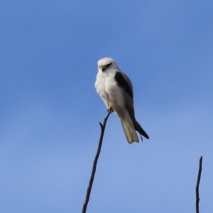 Elanus axillaris at Fyshwick, ACT - 17 Aug 2023