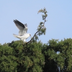 Elanus axillaris at Fyshwick, ACT - 17 Aug 2023