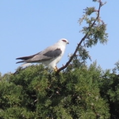 Elanus axillaris at Fyshwick, ACT - 17 Aug 2023