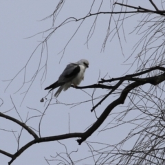 Elanus axillaris at Fyshwick, ACT - 17 Aug 2023