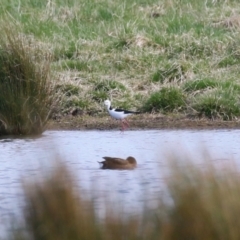 Himantopus leucocephalus (Pied Stilt) at Fyshwick, ACT - 17 Aug 2023 by RodDeb