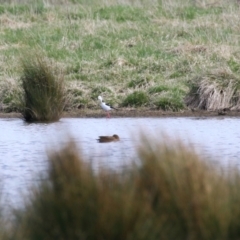 Himantopus leucocephalus at Fyshwick, ACT - 17 Aug 2023 01:32 PM