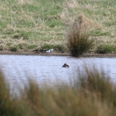 Himantopus leucocephalus at Fyshwick, ACT - 17 Aug 2023 01:32 PM