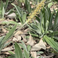 Plantago varia (Native Plaintain) at Cavan, NSW - 17 Aug 2023 by JaneR