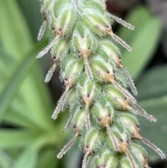 Plantago varia at Cavan, NSW - 17 Aug 2023 02:36 PM