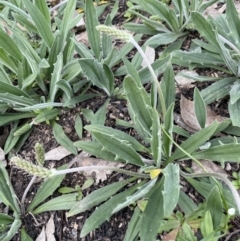 Plantago varia at Cavan, NSW - 17 Aug 2023 02:36 PM