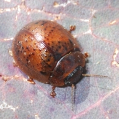 Trachymela sp. (genus) (Brown button beetle) at Aranda Bushland - 16 Aug 2023 by Harrisi