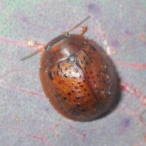 Trachymela sp. (genus) at Belconnen, ACT - 16 Aug 2023