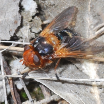 Microtropesa sp. (genus) (Tachinid fly) at Black Mountain - 17 Aug 2023 by Harrisi
