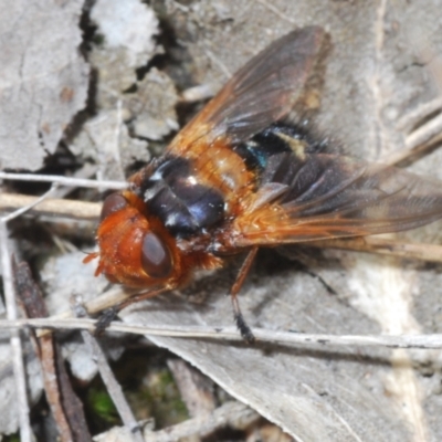 Microtropesa sp. (genus) (Tachinid fly) at Canberra Central, ACT - 17 Aug 2023 by Harrisi