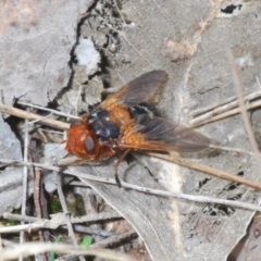 Microtropesa sp. (genus) at Canberra Central, ACT - 17 Aug 2023