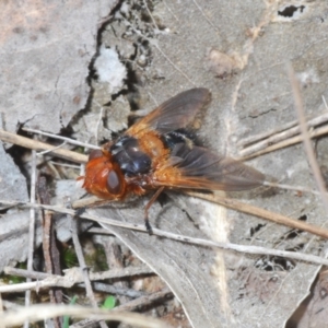 Microtropesa sp. (genus) at Canberra Central, ACT - 17 Aug 2023