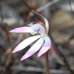 Caladenia fuscata (Dusky Fingers) at Black Mountain - 17 Aug 2023 by Harrisi