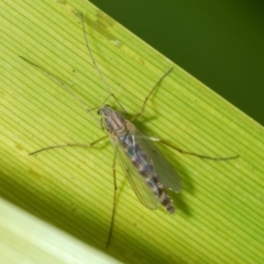 Chironomidae (family) (Non-biting Midge) at Weston, ACT - 11 Aug 2023 by Harrisi