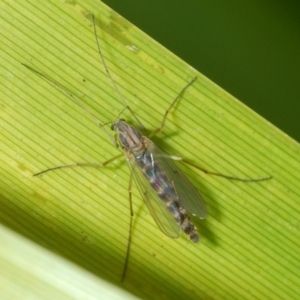 Chironomidae (family) at Weston, ACT - 11 Aug 2023