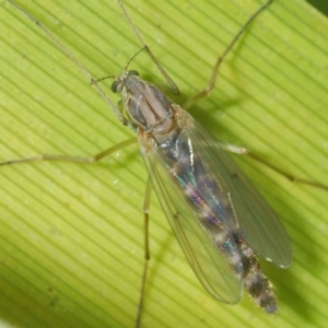 Chironomidae (family) at Weston, ACT - 11 Aug 2023