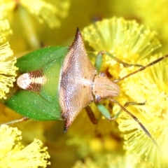 Cuspicona sp. (genus) (Shield bug) at Belconnen, ACT - 16 Aug 2023 by Harrisi