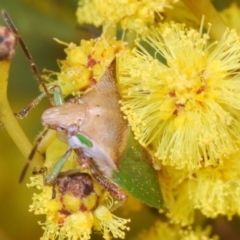 Cuspicona sp. (genus) at Belconnen, ACT - 16 Aug 2023