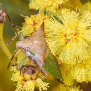 Cuspicona sp. (genus) at Belconnen, ACT - 16 Aug 2023