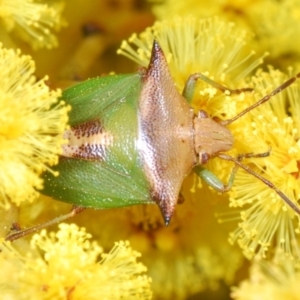 Cuspicona sp. (genus) at Belconnen, ACT - 16 Aug 2023