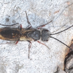 Tiphiidae (family) (Unidentified Smooth flower wasp) at Black Mountain - 17 Aug 2023 by Harrisi