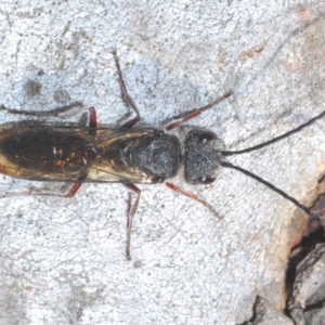 Tiphiidae (family) at Canberra Central, ACT - 17 Aug 2023