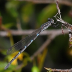 Unidentified Damselfly (Zygoptera) at Wellington Point, QLD - 15 Aug 2023 by TimL
