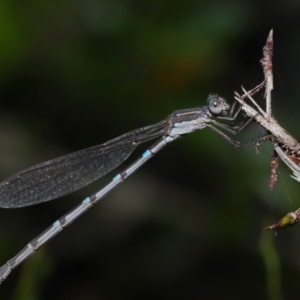 Austrolestes leda at Wellington Point, QLD - suppressed