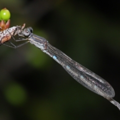 Austrolestes leda at Wellington Point, QLD - suppressed